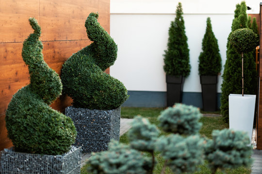 Decorative spiral topiary greenery in a garden.