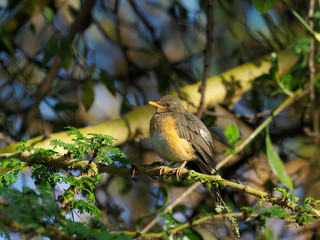 African thrush, Turdus pelios,