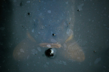 Fish floating underwater in detail