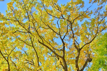 Fototapeta premium Yellow autumn tree with lush leaves on blue sky backdrop. Autumn background with tree branches silhouette with yellow leaves. Tree on blue sky. Yellow gold autumn tree.