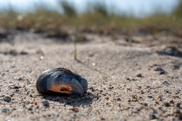 Miesmuschel von Sonnelicht ausgeleuchtet am Strand
