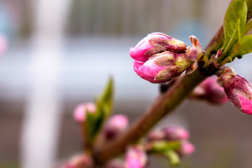 Blooming tree, closeup