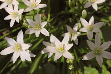 Obraz na płótnie Canvas closeup of white flowers in spring