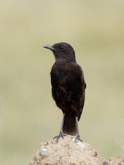Anteater chat, Myrmecocichla aethiops