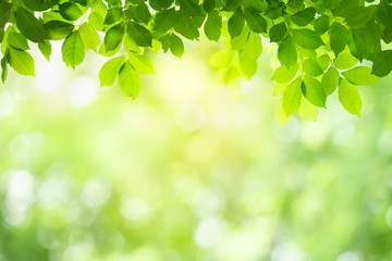 Green leaf background with beautiful bokeh under sunlight with copy space. Natural and freshness...