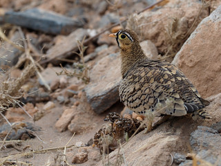 Black-faced sandgrouse, Pterocles decoratu
