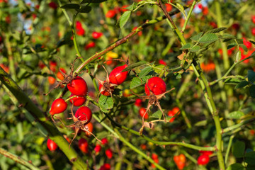 Wet Rosehips, Rosehips in autumn light, colorful, autumn