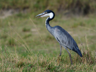 Black-headed heron, Ardea melanocephala,