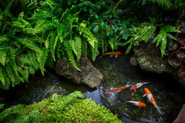 Garden forest ferns,Philodendron,Ixora chinensis,Begonia,moss,stone and green other leaves with large orange carp (Koi fish) swimming in a stream river flowing after the rain.