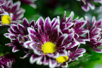 Chrysanthemum with a white border and with water droplets close-up