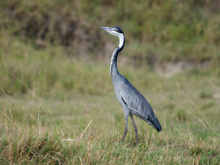 Black-headed heron, Ardea melanocephala,