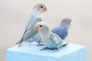 Beautiful lovebird parrots, Cute animal