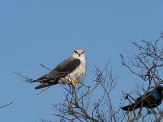 Black-shouldered kite ,Elanus axillaris