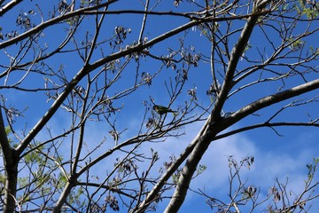 Tree Branches contrasting with the blue sky.