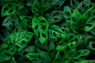 Tropical Monstera obliqua leaf(Window-leaf) texture in garden,abstract nature green  background.