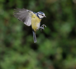 Blue tit, Cyanistes caeruleus,