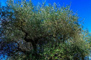 View of olive trees of Italy