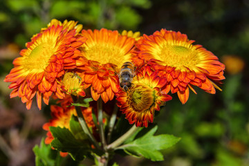 Insect fly Eristalis tenax on yellow-red flower chrysanthemum in the garden. Soft selective focus.