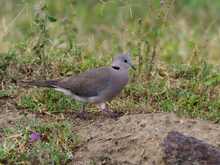 Cape-turtle dove, Streptopelia capicola
