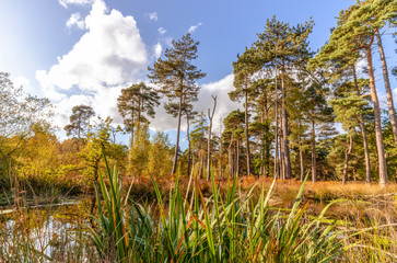 Trees beside a pond.