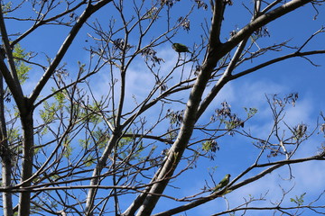 Obraz premium Tree Branches contrasting with the blue sky.
