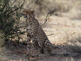 Cheetah, Acinonyx jubatus,