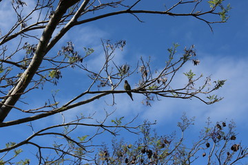 Obraz premium Tree Branches contrasting with the blue sky.