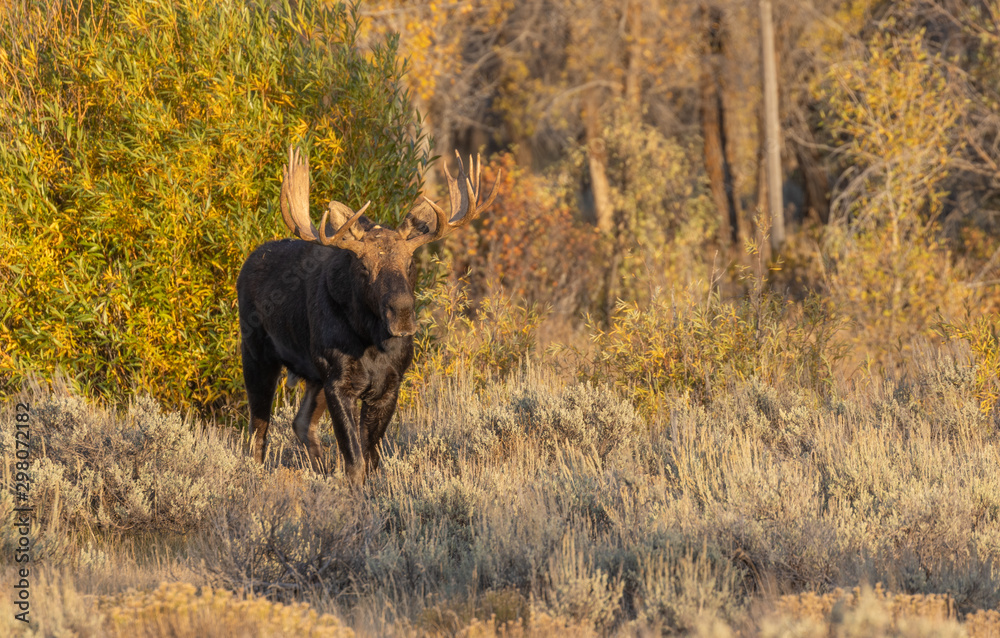 Wall mural Bull Shiras Moose in Autumn in Wyoming