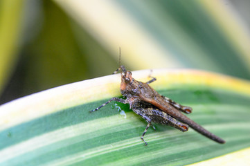 Grasshopper. Macro shot of baby little green grasshopper sitting on plantain leaf. The grasshopper is an insect of the suborder Caelifera in the order Orthoptera