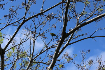 Tree Branches contrasting with the blue sky.