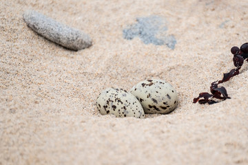 Little tern nest with eggs