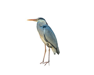 Grey heron, Ardea cinerea, a long-legged predatory Isolated