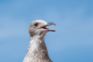 Herring gull juvenile