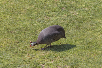 Helmeted guinea fowl, Turkey fowl, Gray Dotted Turkey on the meadow