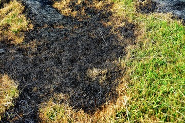 field with ash after vegetation fire