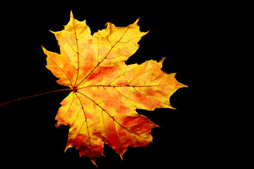 Naklejka na ściany i meble Colorful leaf over black background. Abstract nature background. Autumn background. 