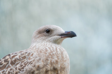 Herring gull juvenile