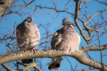 Wood pigeons in a tree