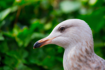 Juvenile Herring gull portrait