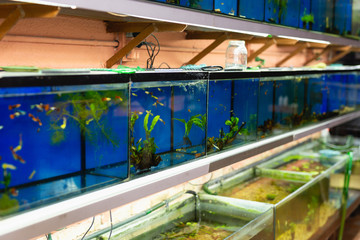 Rows of fish tanks in pet shop