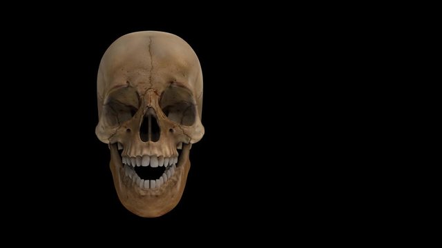 Loopable Halloween speaking ghost skull bone with white alpha channel footage background.