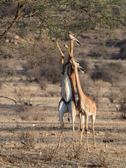 Gerenuk, Litocranius walleri