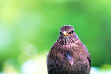 Female blackbird portrait