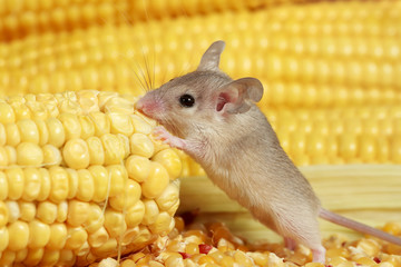 Close-up young  gray mouse stands on its hind legs and bites the corn cob in the warehouse.Small DoF focus put only to mouse head.