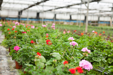 Obraz premium Blooming geranium flowers in greenhouse