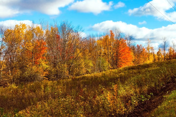 Obraz premium autumn landscape with trees and blue sky