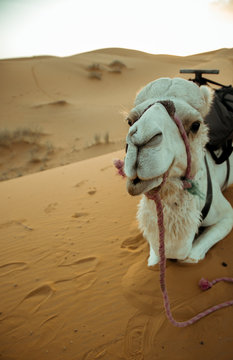 Camello descansando sobre la arena del desierto