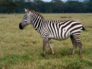 Fototapeta na wymiar Grants zebra, Equus quagga boehmi,