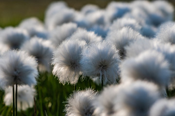 Cotton grass [Eriophorum spp.]