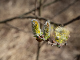 Willow tree with catkin in spring
